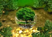 Hutan Sebagai Pilar Utama dalam Melawan Pemanasan Global